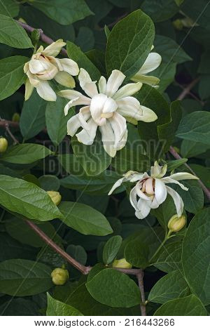 Venus sweetshrub (Calycanthus x Venus). Hybrid of Calycanthus chinensis and