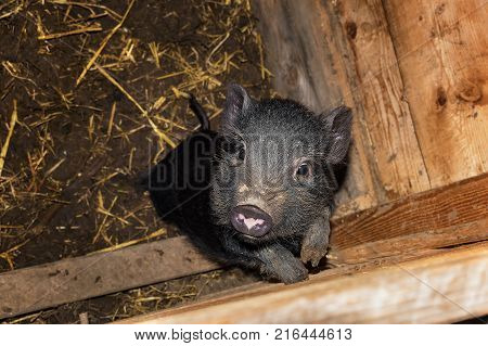 Cute black mini pig in wooden barn