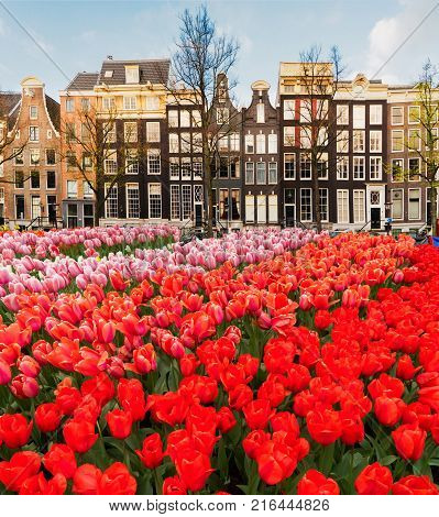 Facades of dutch houses over canal with fresh growing tulip flowers, Amstardam, Netherlands