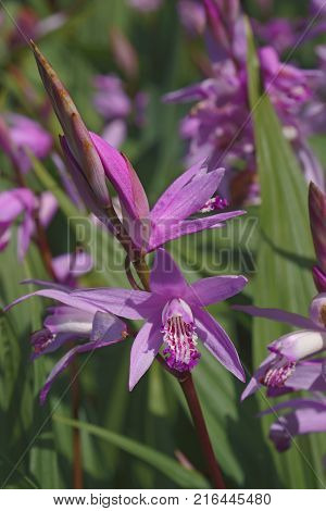 Hyacinth orchid (Bletilla striata). Called Chinese ground orchid also