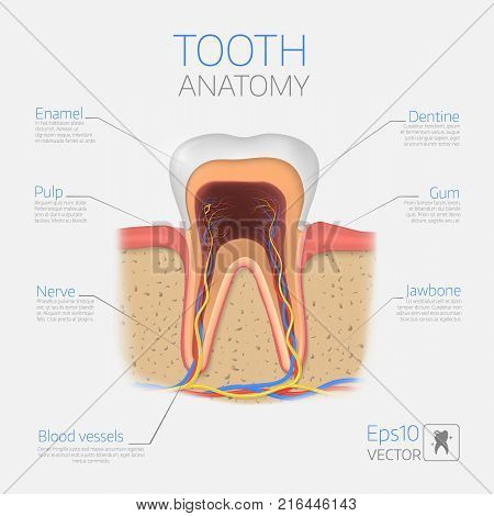 Vector tooth structure. Cross Section Anatomy with all parts. Medical infogtaphic template.