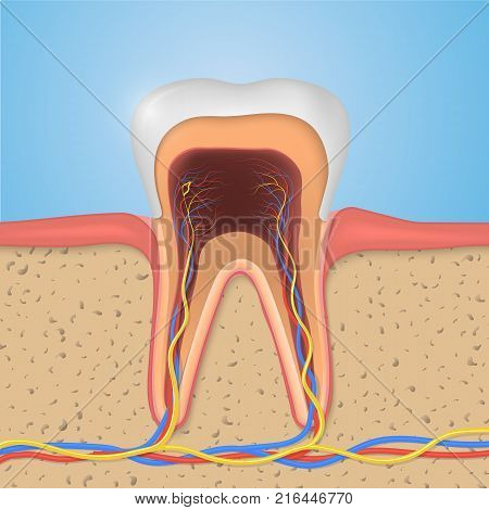 Vector tooth structure. Cross Section Anatomy with all parts. Medical infogtaphic template.