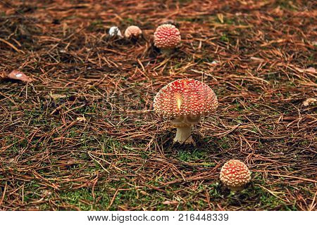 Toadstools in the grass at spruce soil