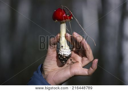Toadstool in girl hands at evening forest
