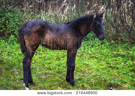 Portrait of a Miniature Horse at grass background