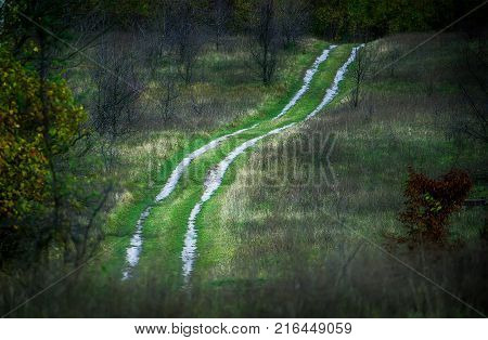 View of the rural path and trees at forest in the autumn day