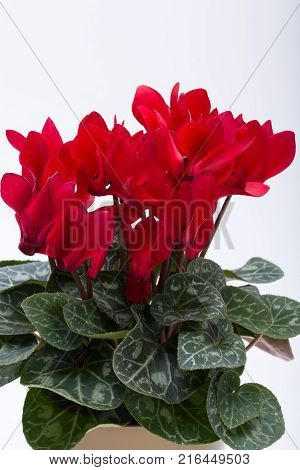 the Persian cyclamen flower isolated on white background