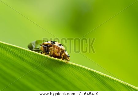 緑の自然にオレンジ色のカブトムシ