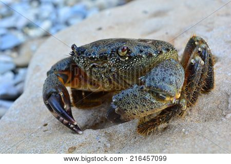 Big Black Sea stone crab on the beach