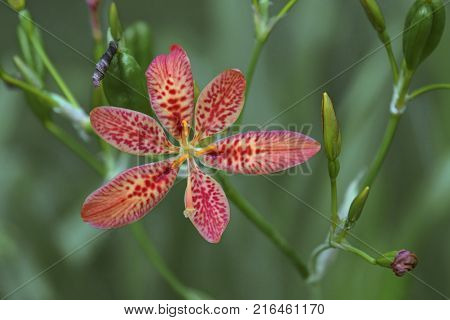 Blackberry lily (Iris domestica). Called Leopard lily and Leopard flower also. Synonym: Belamcanda chinensis