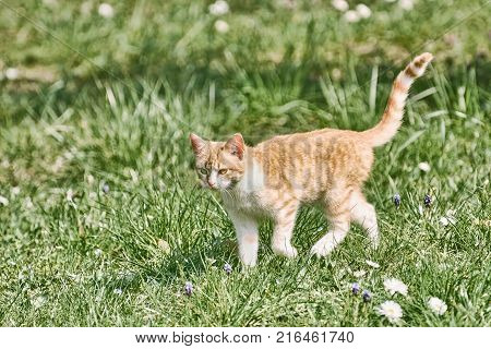 Outbred Cat Walking on the Green Grass