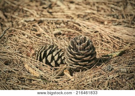 Strobiles among the Needles of a Conifer