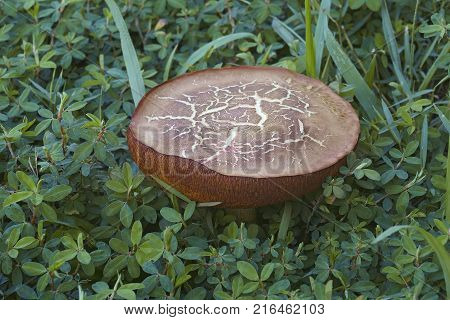 Suede bolete mushroom (Xerocomus subtomentosus). Called Brown and yellow bolete Boring brown bolete and Yellow-cracked bolete. Synonym: Boletus subtomentosus