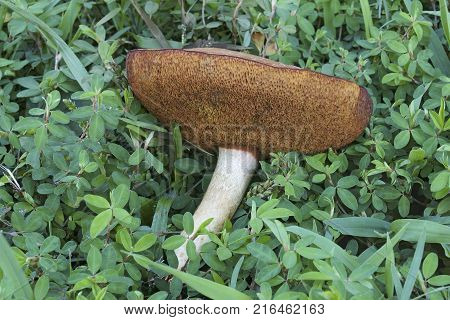 Suede bolete mushroom (Xerocomus subtomentosus). Called Brown and yellow bolete Boring brown bolete and Yellow-cracked bolete. Synonym: Boletus subtomentosus