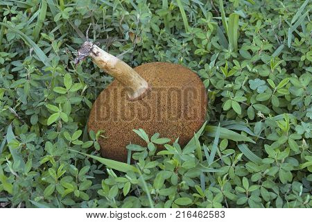 Suede bolete mushroom (Xerocomus subtomentosus). Called Brown and yellow bolete Boring brown bolete and Yellow-cracked bolete. Synonym: Boletus subtomentosus