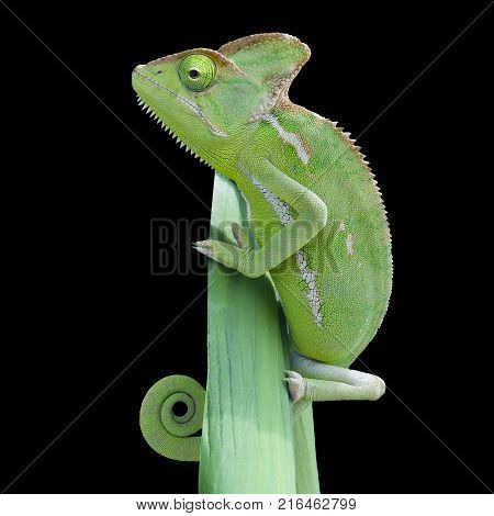Chameleon climbing on leaf on isolated background