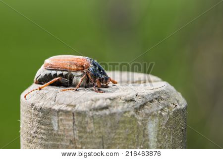 A Cockchafer on a pole - june beetle