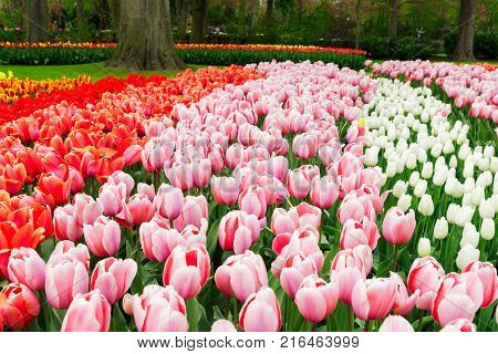 Colorful growing pink, red and white tulips flowerbed rows in spring formal garden