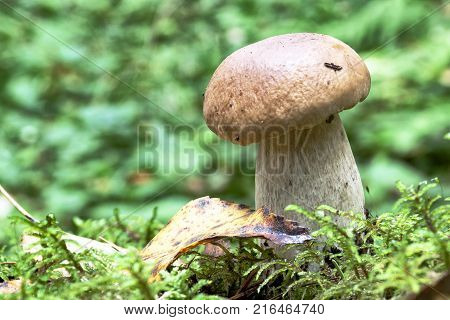 A little after rain.A couple of little mushrooms are wet from rain hats in green moss.