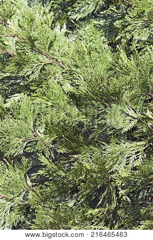 Incense cedar (Calocedrus decurrens). Close up image of foliage