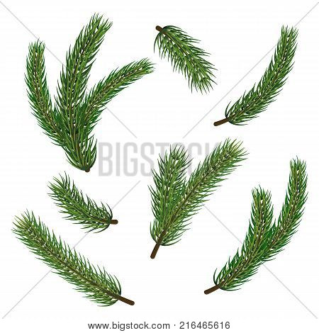 Pine Christmas tree branches for winter holiday decoration. Big vector stock set of realistic spruce, fir tree branches isolated on white background