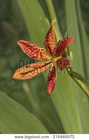 Blackberry lily (Iris domestica). Called Leopard lily and Leopard flower also. Synonym: Belamcanda chinensis