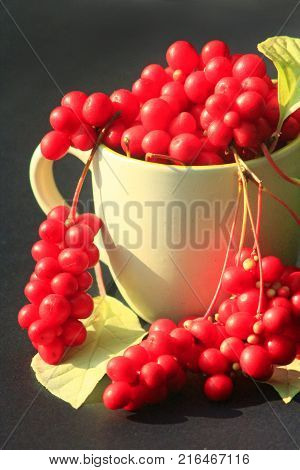 red schizandra in the cup on the dark background. Crop of schizandra