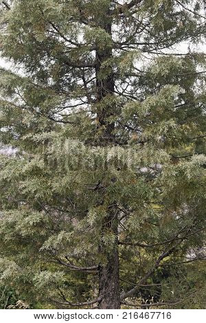 Arizona cypress (Cupressus arizonica). Called Piute cypress also