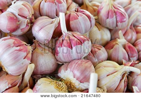 Allium sativum