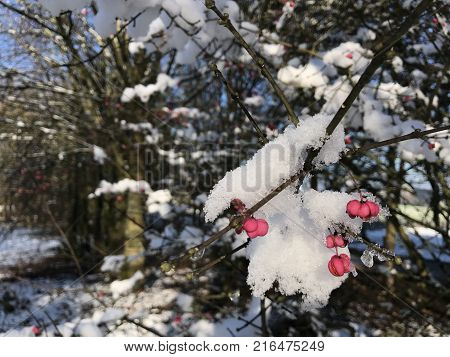 red berry in the snow branch freze