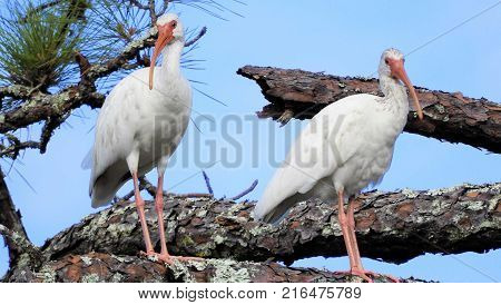 Two White Ibises Perched In A Tree