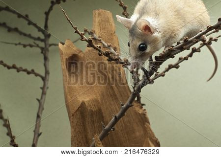 A cute African spiny mouse descending on the twigs peeks out from behind the top of the frame