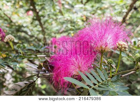 Pink flowers and budding of Eastindian walnut or Raintree on branch in the garden with copy space.