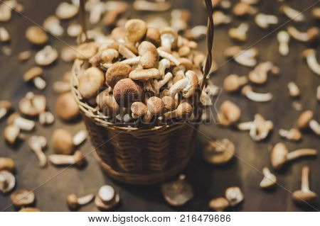 Basket with wild Honey Mushrooms Armillaria mellea. harvest fresh wild mushrooms. Armillaria autumn.