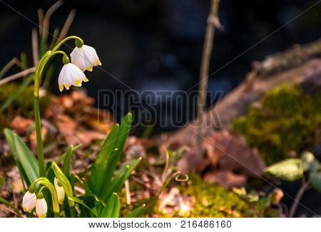 Great Waterfall Shypit In Carpathian Mountains