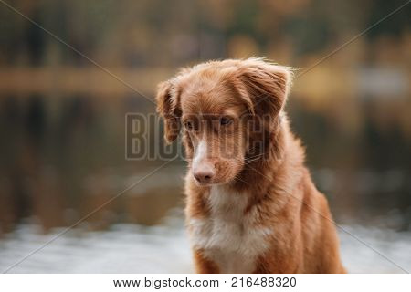 Dog Nova Scotia duck tolling Retriever on a background of lake and forest