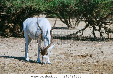 Curved horned antelope Addax (Addax nasomaculatus) was introduced from Sahara desert and well adopted in nature reserve near Eilat, Israel