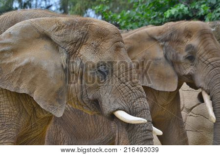 elephant ZOO Dvur Kralove eastern Bohemia Czech Republic