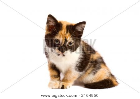 Tristezza gattino si siede