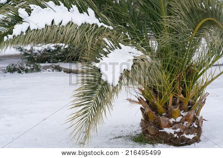 Leavs of palm trees covered with snow, unusual weather on the Adriatic coast in January 2017