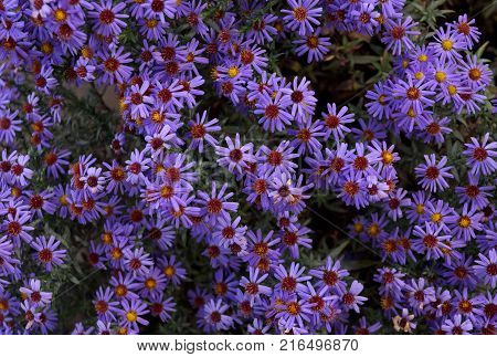Late autumn flowers under aster new Belgian name