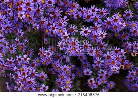 Late autumn flowers under aster new Belgian name