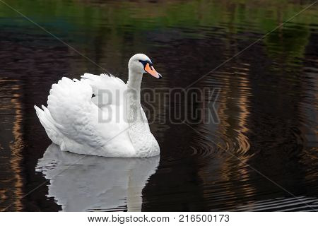 Graceful White Swan Swimming In The Lake