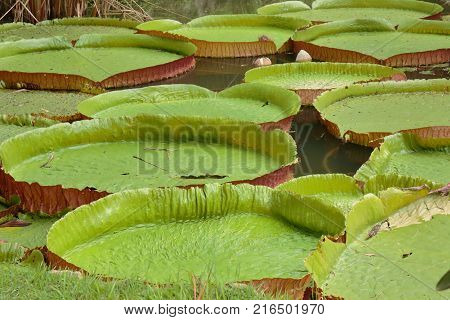 Botanical garden of Rio de Janeiro. Beautiful lagoon with water lilies. Brazil.