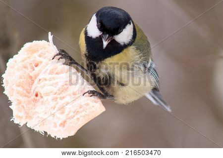 Tomtit is sitting on a slice of bacon. Cold winter morning.