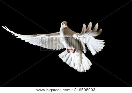 symbol of freedom white doves flying on a black background, symbol of peace, a white bird