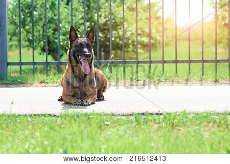 The guardian dog is silently lying with a widely opened jaws. The dog is relaxing.