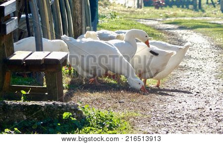 Group of white ducks in a green area