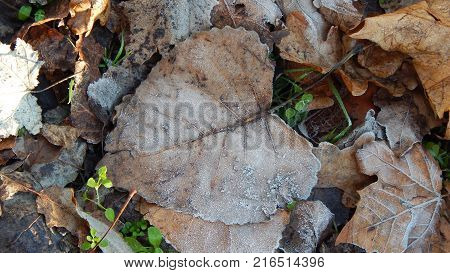 Dry fallen leaf in the shape of a heart. Leaves in autumn