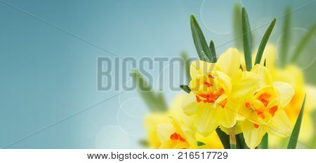 spring narcissus flowers in garden on blue bokeh background banner